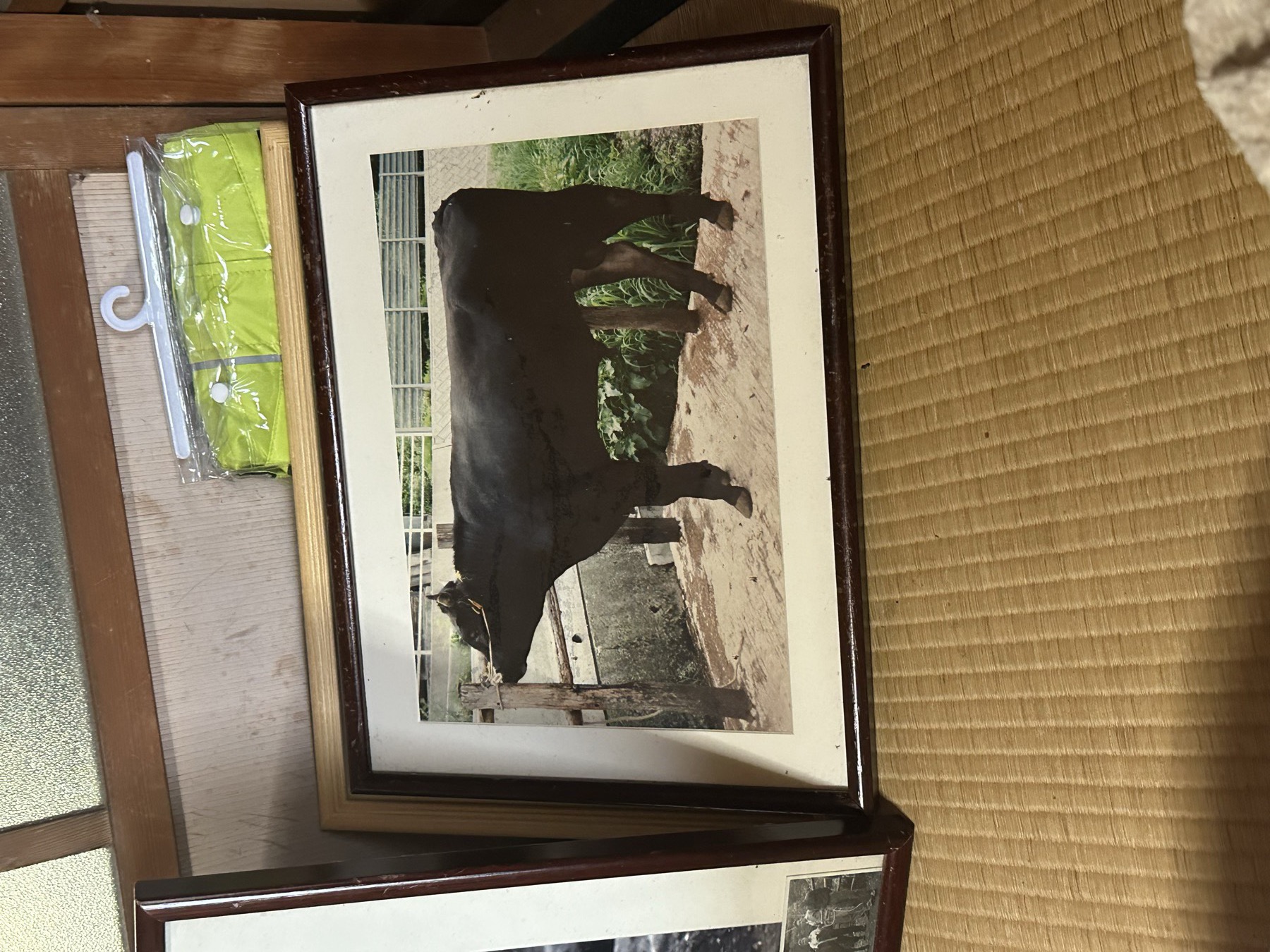 額装された往年の竹の谷蔓牛の写真